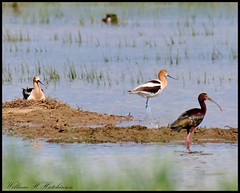 June 3, 2023 - Avocets and an ibis. (Bill Hutchinson)