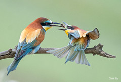 Gift / European Bee-eaters (Merops apiaster)