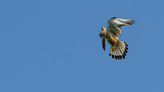 hunting common kestrel (Falco tinnunculus)