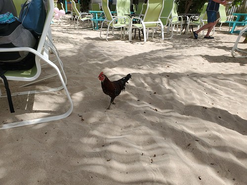 Beach chicken in Anguilla, just like home