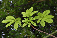 Fresh leaves in Spring (European Horse Chestnut leaves)