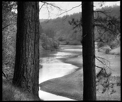 Trees, Howden Reservoir