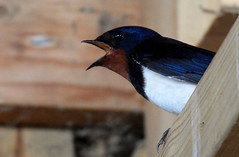 Barn swallow, Hirundo rustica, Ladusvala