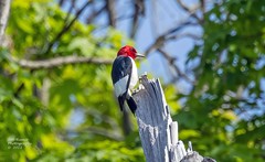Red-headed Woodpecker.