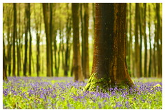 Bluebells at Micheldever Woods, Winchester