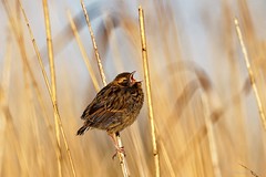 Rohrammer / common reed bunting (Emberiza schoeniclus)
