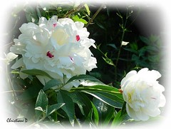 Les pivoines blanches ... ***  White peonies ...