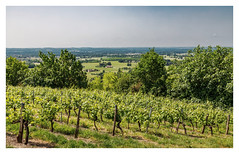 the vineyard of Gaillac