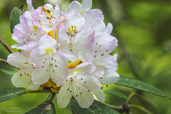 Rhododendron Maximum - Great Smoky Mountain National Park