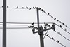 Flock of White-cheeked and Red-billed Starlings _MG_7020