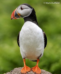 Puffin (the poser)