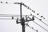 Flock of White-cheeked and Red-billed Starlings _MG_7018