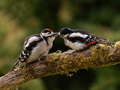 Great Spotted Woodpecker;  Mother feeding Son.