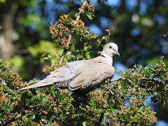 Collared Dove at Leighton Moss Nature Reserve, Lancashire