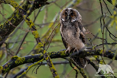 Long-eared owlet #explored