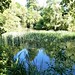 reedy pond near Seven Spouts Farm