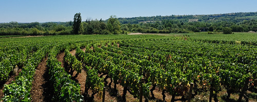 De golvende wijnranken van Rémigny