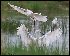 June 13, 2023 - Snowy egrets in the water. (Bill Hutchinson)