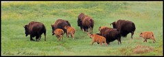 June 13, 2023 - Bison and calves. (Bill Hutchinson)