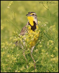 June 11, 2023 - Meadowlark in the brush. (Bill Hutchinson)