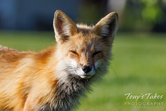 June 10, 2023 - Beautiful fox closeup. (Tony's Takes)