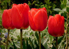 Czerwone tulipany.