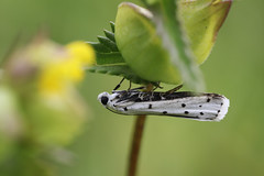 Ermine moth