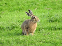 Hare in Cumbria