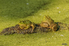Bullfrogs #5 - 2020-06-20. [Explored - 2023-06-17]