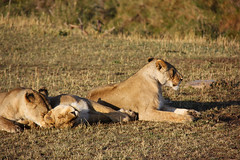 Lions sunning themselves