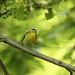 Side stepping Wilson's warbler at Magee Marsh in Oak Harbor, Ohio
