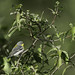 Northern Parula warbler at Magee Marsh in Oak Harbor, Ohio