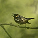 Bay-breasted warbler at Magee Marsh in Oak Harbor, Ohio