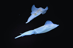 Yokohama J - Hakkeijima Sea Paradise - Aqua Museum - Bigfin reef squid - Sepioteuthis lessoniana 03