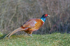 Cock Pheasant standing in front of woodland (EXPLORED)