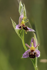The Bee orchid