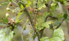 Southern Migrant Hawker (Aeshna affinis).