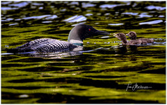 Northern Loons