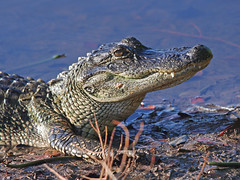 American Alligator Portrait (Alligator mississippiensis)