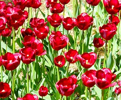 Red Spring Tulips