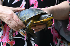 Up Close & Personal With a Blanding's Turtle