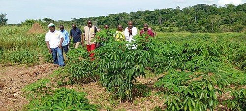 IITA continues supporting the PADECAS Project in Central Africa Republic