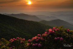 Craggy Rhododendron Sunset
