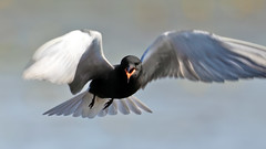 Black Tern (Chlidonias niger surinamensis) - 20230530-13