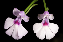 Cynorkis purpurascens 'Blumen Insel' CHM/JOGA Thouars, Hist. Orchid. t. 15 (1822)