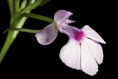 Cynorkis purpurascens 'Blumen Insel' CHM/JOGA Thouars, Hist. Orchid. t. 15 (1822)