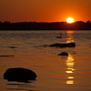 Swan passing in the sunset at Roskilde Fjord.