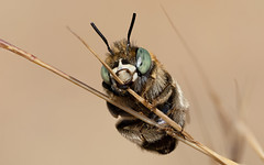 Green-eyed flower bee