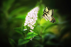 White-Loosestrife-and-Swallowtail