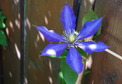 La première clématite de mon nouveau plant! Des éclats de lumière traversent le rideau de feuillus, par une journée chaude de l'été 2023, au Québec. The first flower on a new one plant!
